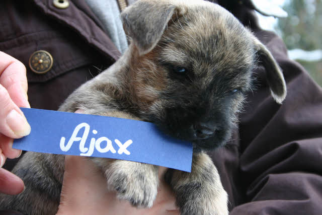 Ajax aus dem Wunderland