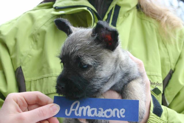 Amazone aus dem Wunderland