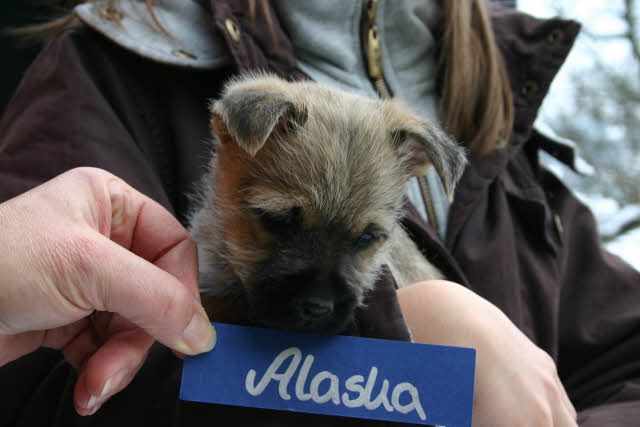 Alaska aus dem Wunderland