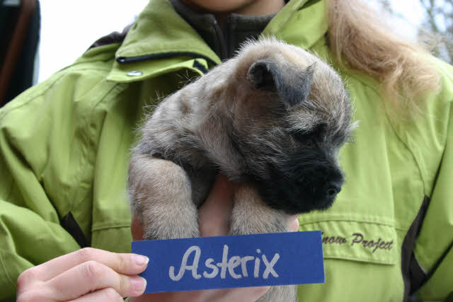 Asterix (aka Obelix) aus dem Wunderland