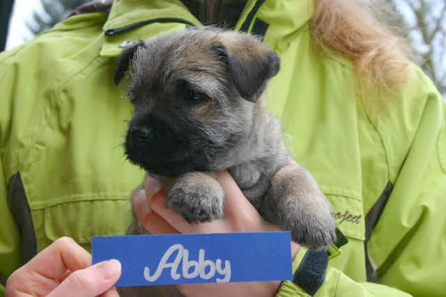 Abby aus dem Wunderland