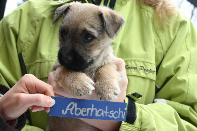 Aberhatschi aus dem  Wunderland